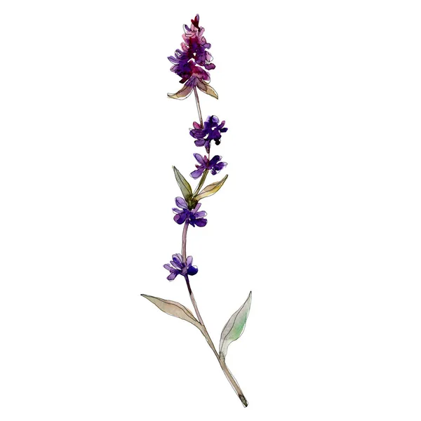 Purple lavender floral botanical flowers. Wild spring leaf wildflower isolated. Watercolor background illustration set. Watercolour drawing fashion aquarelle. Isolated lavender illustration element.