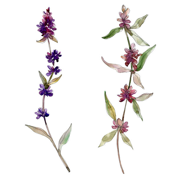Фиолетовый лаванды цветочные ботанические цветы. Дикий весенний цветок изолирован. Набор акварельных фонов. Акварель для рисования акварелью. Изолированный элемент иллюстрации лаванды
.