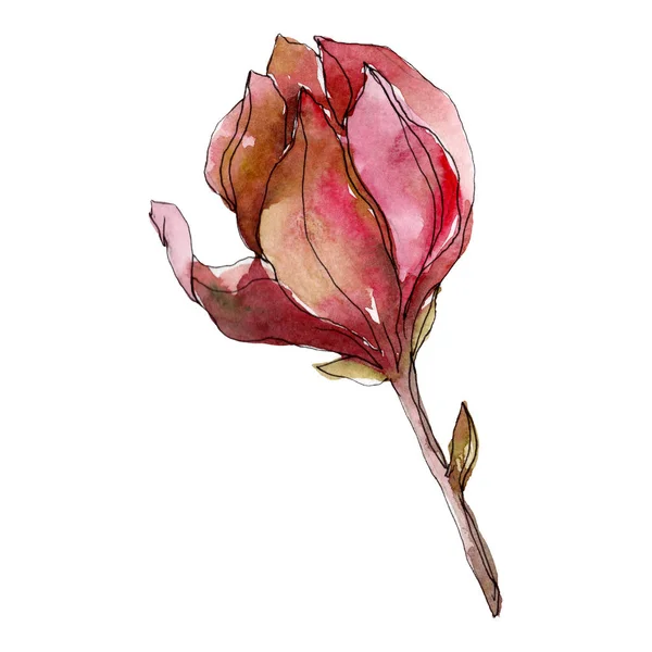 卡梅利亚花卉植物花。水彩背景插图集。孤立的卡梅利亚插图元素. — 图库照片