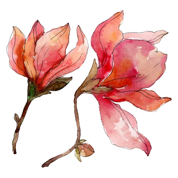 Camelia fleurs botaniques florales. Ensemble d'illustration de fond aquarelle. Elément d'illustration de camélia isolé . — Photo