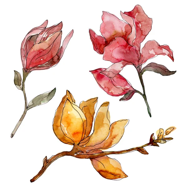 Camelia fleurs botaniques florales. Ensemble d'illustration de fond aquarelle. Elément d'illustration de camélia isolé . — Photo