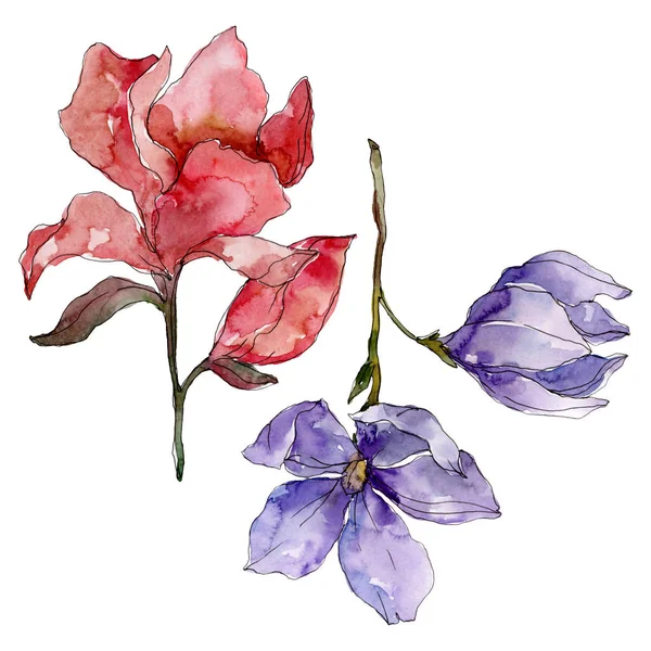Camelia flores botânicas florais. Conjunto de ilustração de fundo aquarela. Isolado elemento ilustração camélia . — Fotografia de Stock