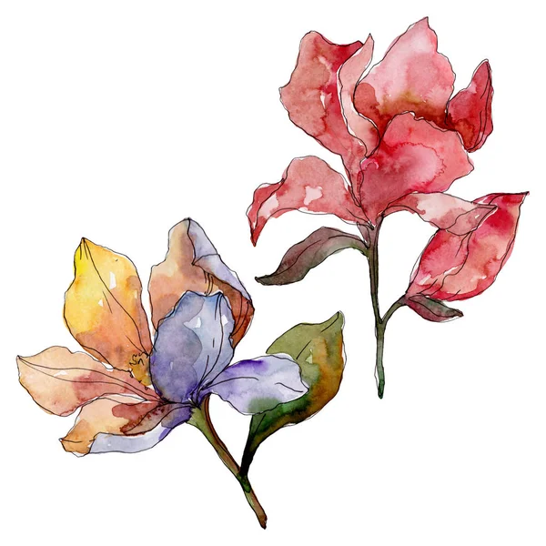 卡梅利亚花卉植物花 水彩背景插图集 孤立的卡梅利亚插图元素 图库照片 C Andreyanush 卡梅利亚花卉植物花 水彩背景插图集 孤立的卡梅利亚插图元素 图库照片 C Andreyanush