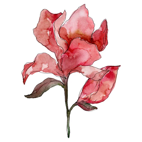 Camelia bloemen botanische bloemen. Aquarel achtergrond illustratie instellen. Geïsoleerde Camelia illustratie element. — Stockfoto