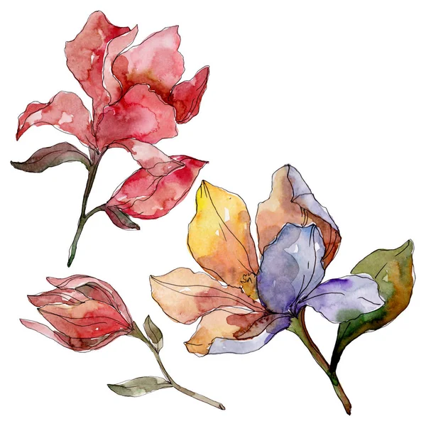 カメリアの花の植物の花。●水彩背景イラストセット。孤立したカメリアイラスト要素. — ストック写真