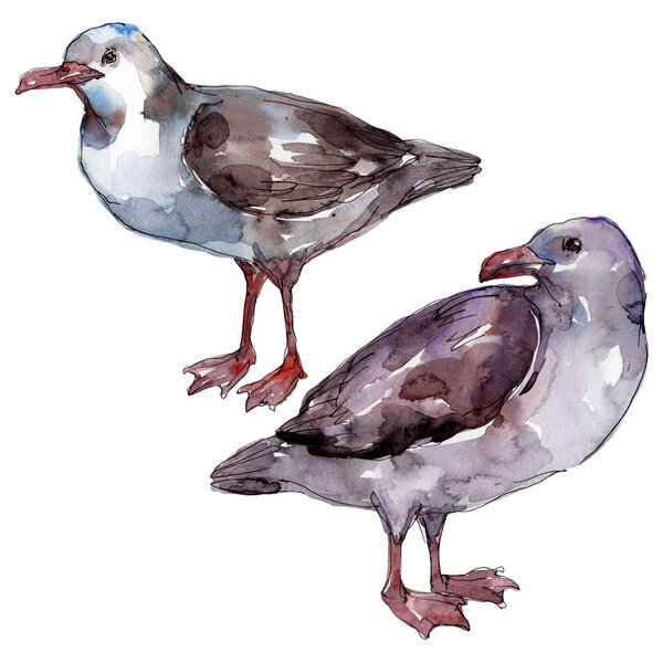 Sky bird seagull in a wildlife. Wild freedom, bird with a flying wings. Watercolor background illustration set. Watercolour drawing fashion aquarelle. Isolated gull illustration element.