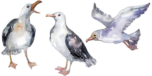 Sky bird seagull in a wildlife. Wild freedom, bird with a flying wings. Watercolor background illustration set. Watercolour drawing fashion aquarelle isolated. Isolated gull illustration element.