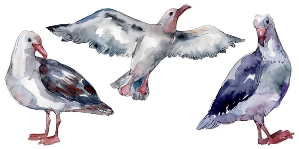 Sky Bird Seagull Wildlife Wild Freedom Bird Flying Wings Watercolor — Stock Photo, Image