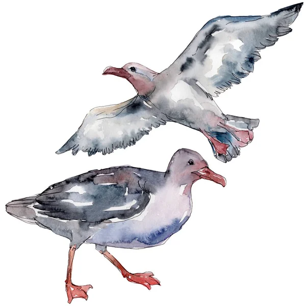 Sky Bird Seagull Wildlife Wild Freedom Bird Flying Wings Watercolor — Stock Photo, Image