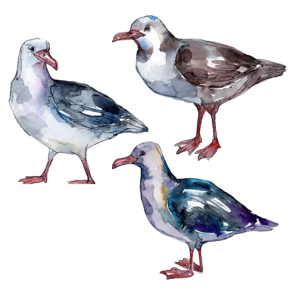 Sky bird seagull in a wildlife. Wild freedom, bird with a flying wings. Watercolor background illustration set. Watercolour drawing fashion aquarelle. Isolated gull illustration element. — Stock Image Sky Bird Seagull Wildlife Wild Freedom Bird Flying Wings Watercolor Royalty Free Stock Images