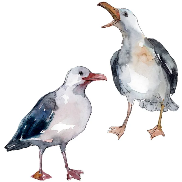 Sky bird seagull in a wildlife. Wild freedom, bird with a flying wings. Watercolor background illustration set. Watercolour drawing fashion aquarelle isolated. Isolated gull illustration element. — Stock Image Sky Bird Seagull Wildlife Wild Freedom Bird Flying Wings Watercolor Royalty Free Stock Photos