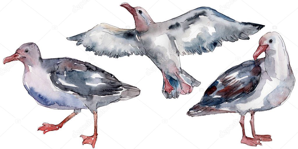 Sky bird seagull in a wildlife. Wild freedom, bird with a flying wings. Watercolor background illustration set. Watercolour drawing fashion aquarelle isolated. Isolated gull illustration element.