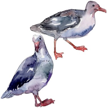 Vahşi yaşamda gökyüzü kuşu martı. Vahşi özgürlük, uçan kanatlı kuş. Suluboya arka plan illüstrasyon seti. Suluboya çizim moda aquarelle izole. Yalıtılmış martı illüstrasyon elemanı.