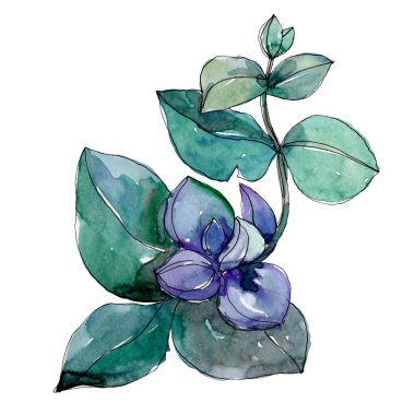 Sulu çiçek botanik çiçekleri. Yabani bahar yaprağı kır çiçeği izole. Suluboya arka plan illüstrasyon seti. Suluboya çizim moda aquarelle. İzole sulu illüstrasyon elemanı.