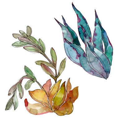 Sulu çiçek botanik çiçekleri. Yabani bahar yaprağı kır çiçeği. Suluboya arka plan illüstrasyon seti. Suluboya çizim moda aquarelle. İzole sulu illüstrasyon elemanı.