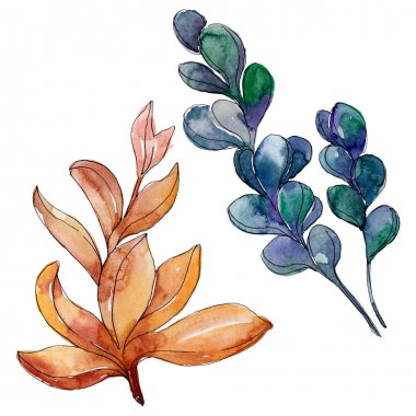 Sulu çiçek botanik çiçekleri. Yabani bahar yaprağı kır çiçeği. Suluboya arka plan illüstrasyon seti. Suluboya çizim moda aquarelle. İzole sulu illüstrasyon elemanı.
