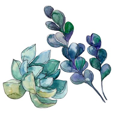 Sulu çiçek botanik çiçekleri. Yabani bahar yaprağı kır çiçeği. Suluboya arka plan illüstrasyon seti. Suluboya çizim moda aquarelle. İzole sulu illüstrasyon elemanı.