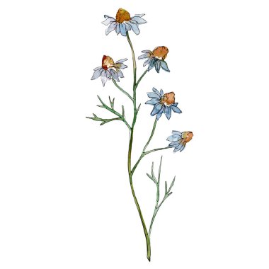 Kır çiçekleri çiçek botanik çiçekleri. Yabani bahar yaprağı kır çiçeği izole. Suluboya arka plan illüstrasyon seti. Suluboya çizim moda aquarelle. Yalıtılmış çiçekler illüstrasyon elemanı.