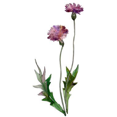Kır çiçekleri çiçek botanik çiçekleri. Yabani bahar yaprağı kır çiçeği izole. Suluboya arka plan illüstrasyon seti. Suluboya çizim moda aquarelle. Yalıtılmış çiçekler illüstrasyon elemanı.