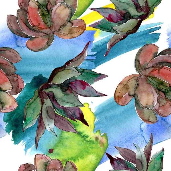 Succulents Floral Botanical Flowers Wild Spring Leaf Wildflower Watercolor Illustration — Stock Photo, Image