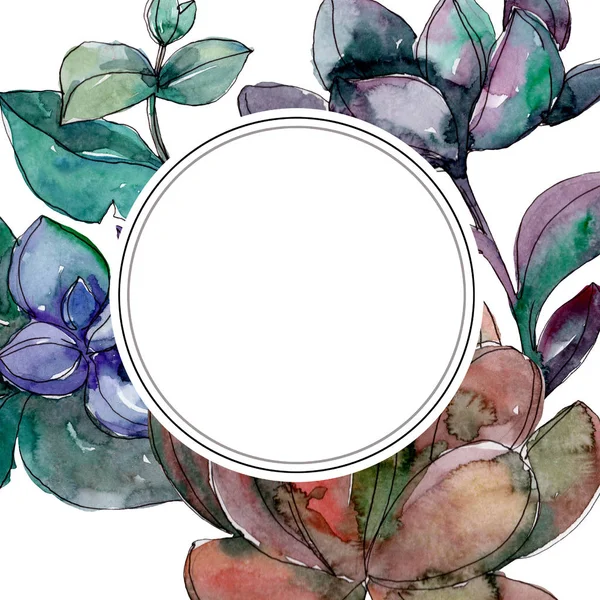 Succulents Floral Botanical Flowers Wild Spring Leaf Wildflower Isolated Watercolor — Stock Photo, Image