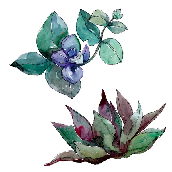 Succulents floral botanical flowers. Wild spring leaf wildflower isolated. Watercolor background illustration set. Watercolour drawing fashion aquarelle. Isolated succulent illustration element.