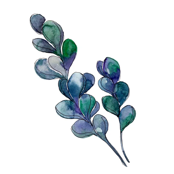 Succulents floral botanical flowers. Wild spring leaf wildflower. Watercolor background illustration set. Watercolour drawing fashion aquarelle. Isolated succulent illustration element.