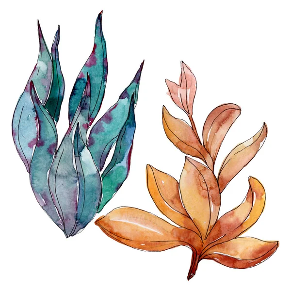 多肉植物の植物の花 野生の春の葉の野生の花 水彩背景イラストセット 水彩画ファッションアクアレル 孤立した多肉イラスト要素 — ストック写真