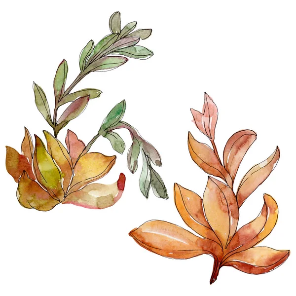 Sulu çiçek botanik çiçekleri. Yabani bahar yaprağı kır çiçeği. Suluboya arka plan illüstrasyon seti. Suluboya çizim moda aquarelle. İzole sulu illüstrasyon elemanı.