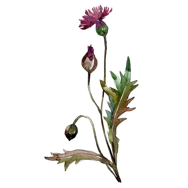 ワイルドフラワーの花の植物の花 野生の春の葉の野生の花が孤立しました 水彩背景イラストセット 水彩画ファッションアクアレル 孤立した花のイラスト要素 — ストック写真