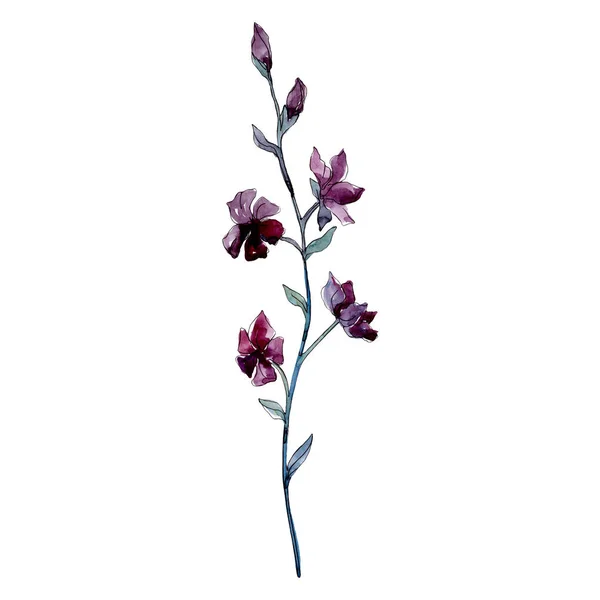 野花花卉植物花。水彩背景插图集。独立花卉插图元素. — 图库照片
