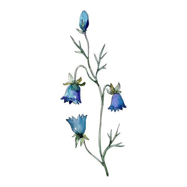 Αγριολούλουδα λουλουδιών βοτανικής. Σύνολο εικονογράφησης φόντου. Μεμονωμένα λουλούδια εικόνα στοιχείο. — Φωτογραφία Αρχείου