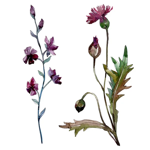 Wildflowers bloemen botanische bloemen. Aquarel achtergrond illustratie instellen. Geïsoleerde bloemen illustratie element. — Stockfoto