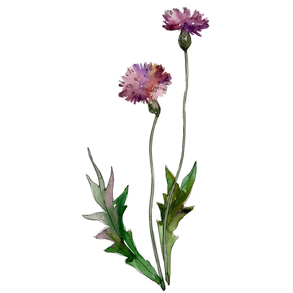 Wildflowers Bloemen Botanische Bloemen Wilde Lente Blad Wildflower Geïsoleerd Aquarel — Stockfoto
