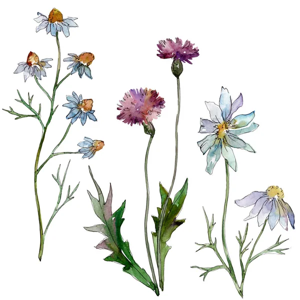 Дикі Квіти Квіткові Ботанічні Квіти Дикий Весняний Лист Ізольований Набір — стокове фото