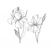 Vektor Iris virágos botanikai virágok. Fekete-fehér vésett tinta Art. Izolált iszek illusztráció elem.