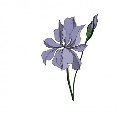 Vektör Iris çiçek botanik çiçekler. Siyah ve beyaz oyulmuş mürekkep sanatı. Yalıtılmış irises illüstrasyon elemanı.