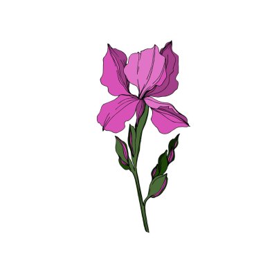 Vektör Iris çiçek botanik çiçekler. Siyah ve beyaz oyulmuş mürekkep sanatı. Yalıtılmış irises illüstrasyon elemanı.
