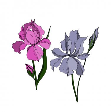 Vektör Iris çiçek botanik çiçekler. Siyah ve beyaz oyulmuş mürekkep sanatı. Yalıtılmış irises illüstrasyon elemanı.