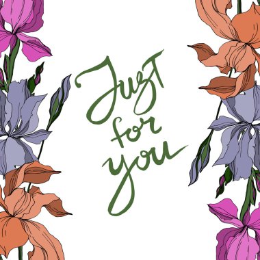 Vektör Iris çiçek botanik çiçekler. Siyah ve beyaz oyulmuş mürekkep sanatı. Çerçeve kenarlık süs karesi.