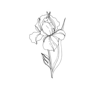 Vektör Iris çiçek botanik çiçekler. Siyah ve beyaz oyulmuş mürekkep sanatı. Yalıtılmış irises illüstrasyon elemanı.