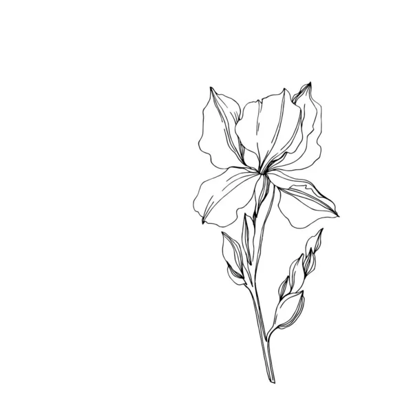 Το διάνυσμα ίριδας λουλουδιών βοτάνων. Μαύρο και άσπρο χαραγμένο μελάνι τέχνης. Απομονωμένο στοιχείο απεικόνισης ίριδες. — Διανυσματικό Αρχείο