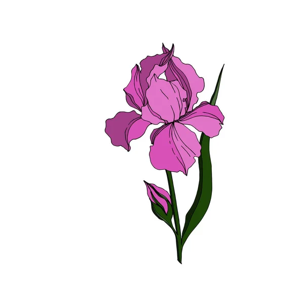 Vector Iris bloemen botanische bloemen. Zwart-wit gegraveerd Ink Art. Geïsoleerde irissen illustratie element. — Stockvector