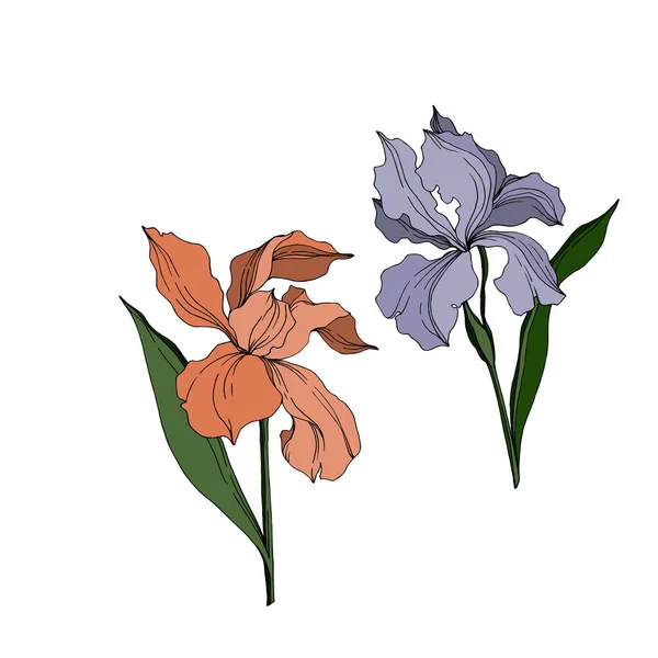 Vector Iris flores botánicas florales. Tinta grabada en blanco y negro. Elemento ilustrativo de iris aislado . — Vector de stock