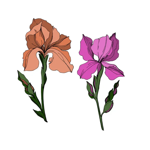 Vektori Iris kukka kasvitieteellinen kukkia. Musta ja valkoinen kaiverrettu muste taidetta. Eristetyt iirikset havainnollistava elementti . — vektorikuva