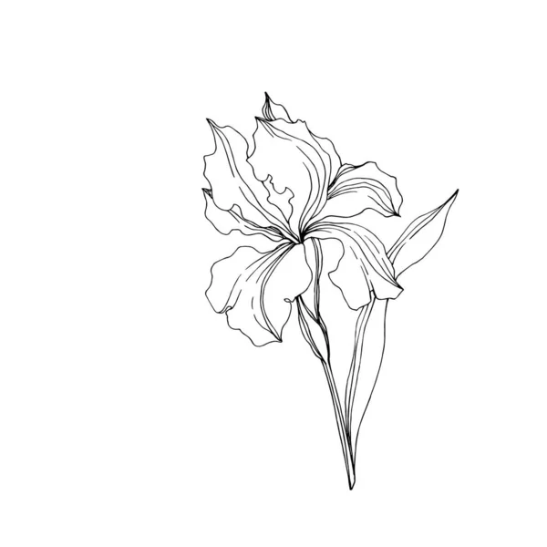 벡터 아이리스 꽃 식물 꽃입니다. 흑백 잉크 아트가 새겨져 있습니다. 고립된 붓꽃 일러스트 요소. — 스톡 벡터