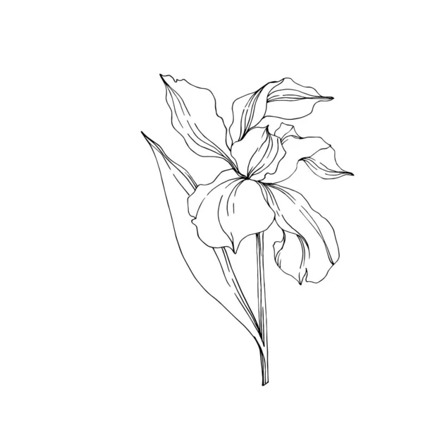 벡터 아이리스 꽃 식물 꽃입니다. 흑백 잉크 아트가 새겨져 있습니다. 고립된 붓꽃 일러스트 요소. — 스톡 벡터