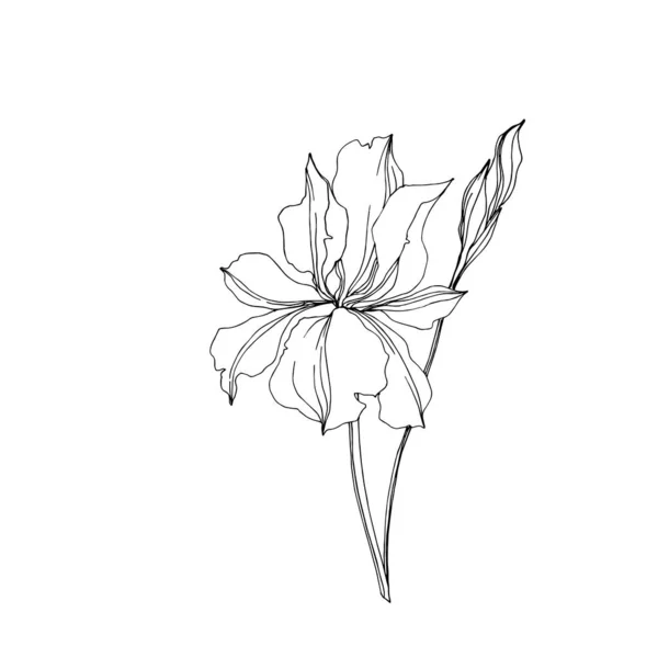 Vector Iris flores botánicas florales. Tinta grabada en blanco y negro. Elemento ilustrativo de iris aislado . — Archivo Imágenes Vectoriales