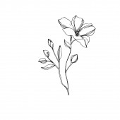 Vektor len virágos botanikai virágok. Fekete-fehér vésett tinta Art. Az elszigetelt len illusztrációs elem.