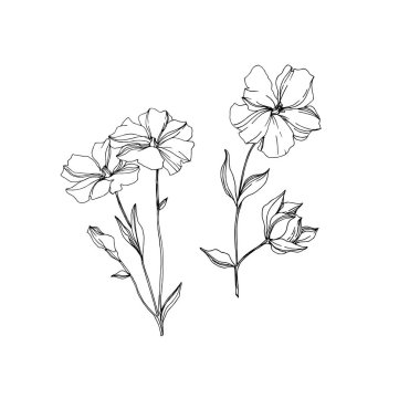 Vector Flax floral botanical flowers. Black and white engraved ink art. Isolated flax illustration element. clipart
